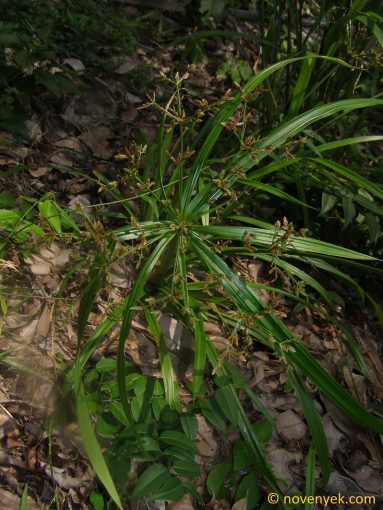 Image of plant Cyperus involucratus