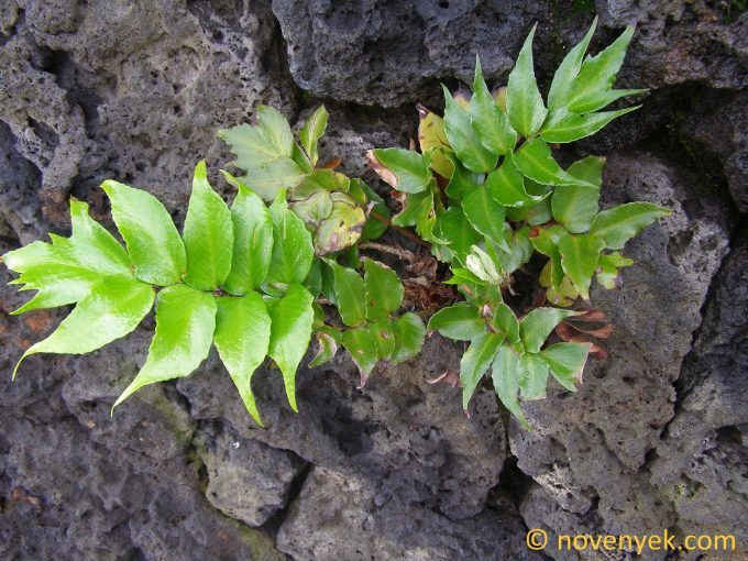 Image of plant Cyrtomium falcatum