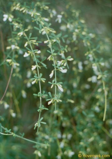 Image of plant Cytisus filipes