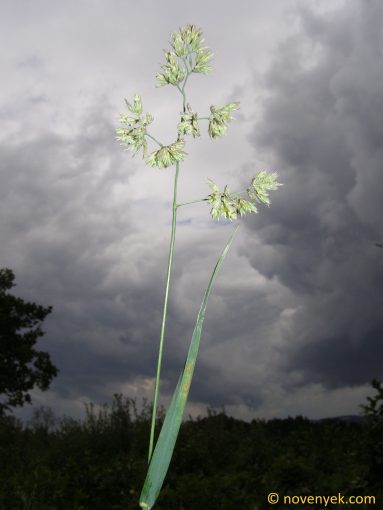 Image of plant Dactylis glomerata