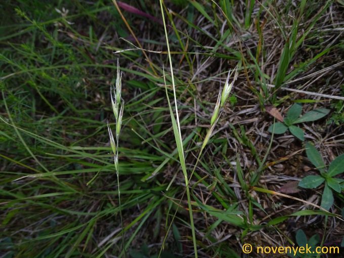 Image of plant Danthonia alpina