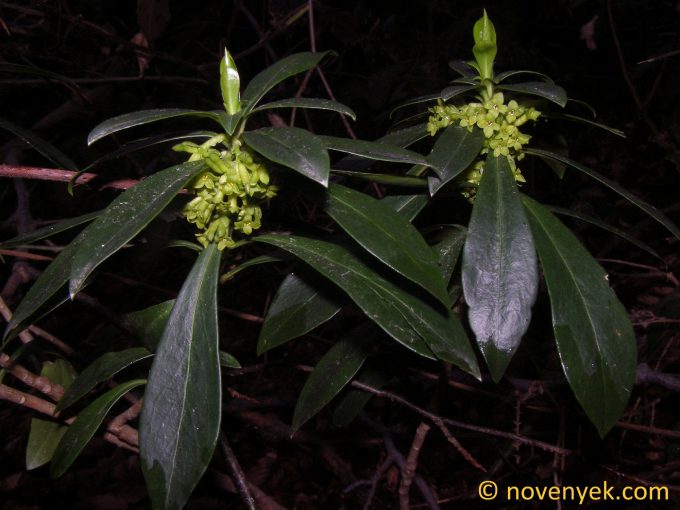 Image of plant Daphne laureola
