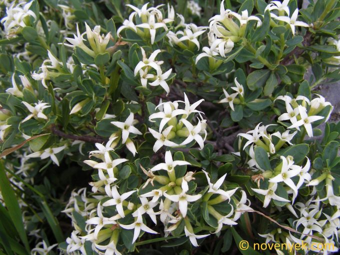 Image of plant Daphne oleoides