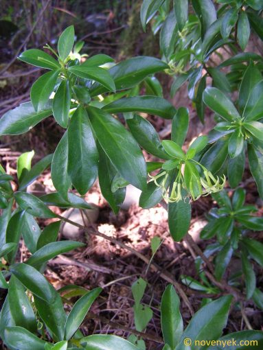 Image of plant Daphne pontica