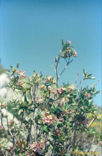 Image of plant Daphne sericea