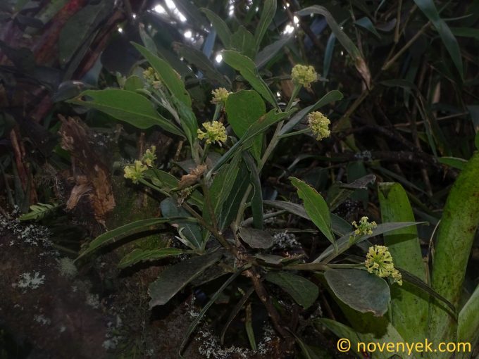 Image of plant Daphnopsis macrophylla