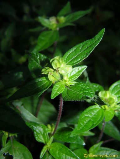 Image of plant Delilia biflora