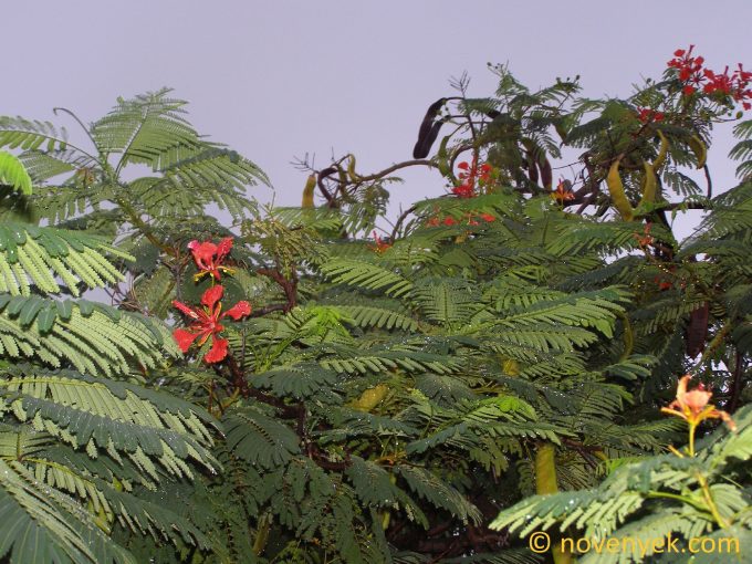 Image of plant Delonix regia