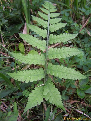 Image of plant Deparia petersenii
