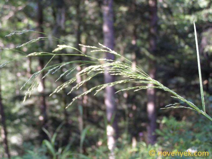 Image of plant Deschampsia cespitosa
