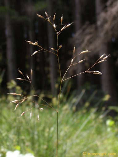 Image of plant Deschampsia flexuosa