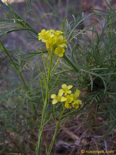 Image of plant Descurainia preauxiana