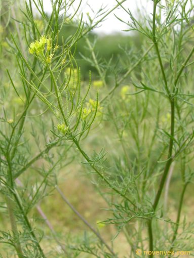 Image of plant Descurainia sophia