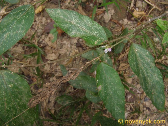 Image of plant Desmodium gangeticum
