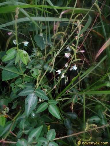 Image of plant Desmodium uncinatum