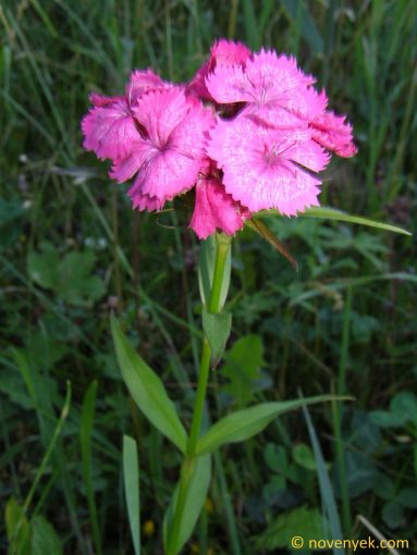Image of plant Dianthus barbatus