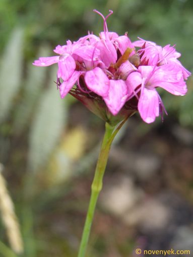 Image of plant Dianthus cruentus