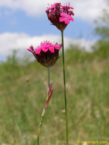 Image of plant Dianthus pontederae