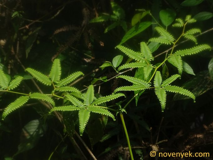 Image of plant Dicranopteris flexuosa