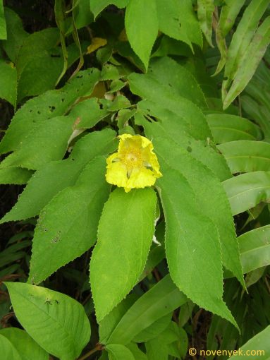 Image of plant Dicraspidia donnell-smithii