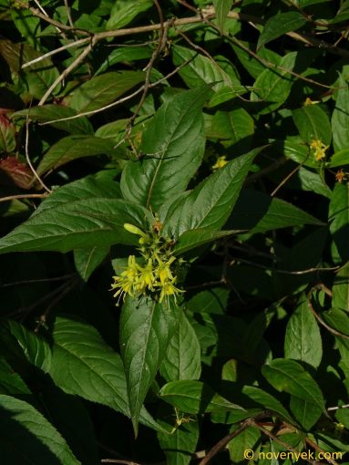 Image of plant Diervilla sessilifolia
