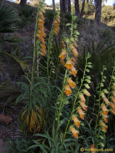 Image of plant Digitalis obscura
