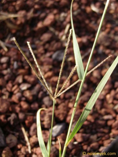 Image of plant Digitaria nodosa