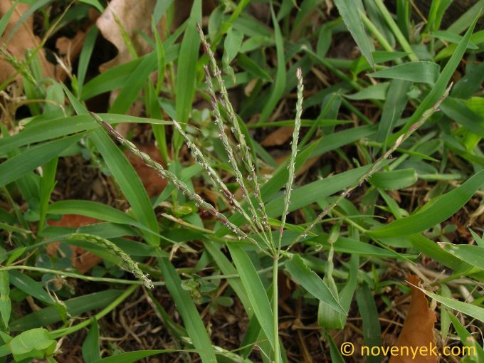 Image of plant Digitaria sanguinalis