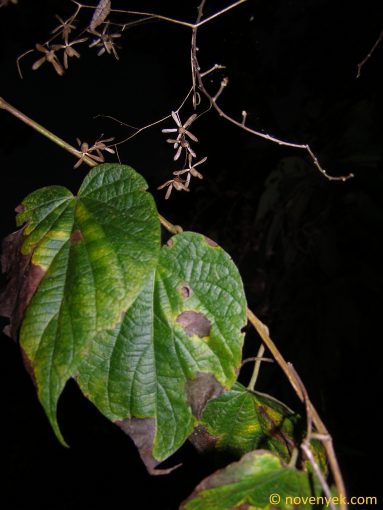 Image of plant Dinetus racemosus