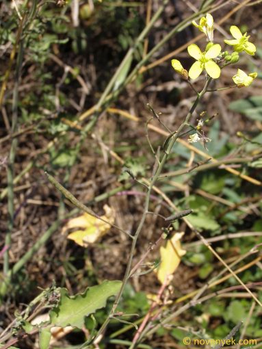 Image of plant Diplotaxis tenuifolia