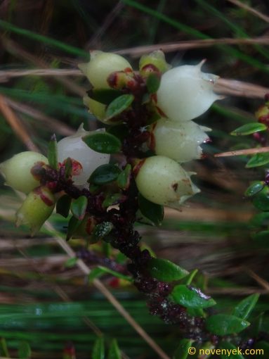 Image of plant Disterigma acuminatum