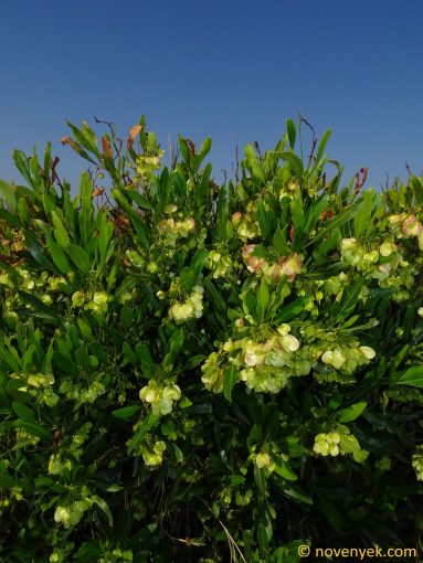 Image of plant Dodonaea viscosa