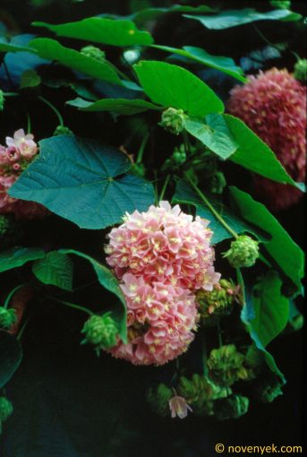 Image of plant Dombeya wallichii