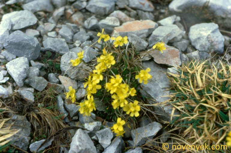 Image of plant Draba aizoides
