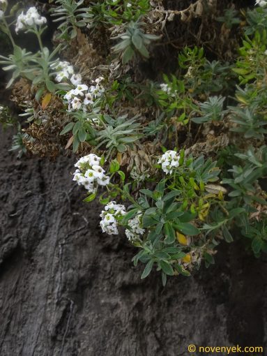 Image of plant Draba grandiflora