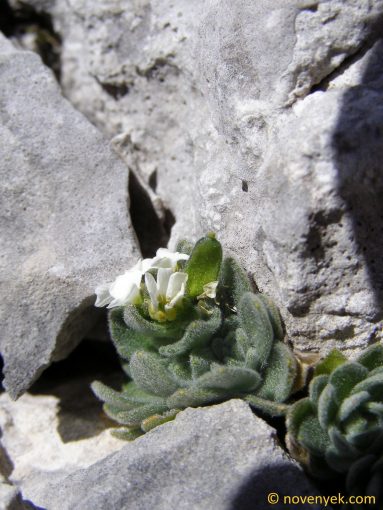 Image of plant Draba tomentosa