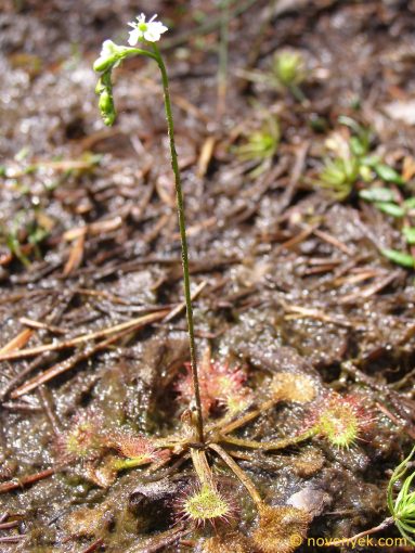 Image of plant Drosera rotundifolia