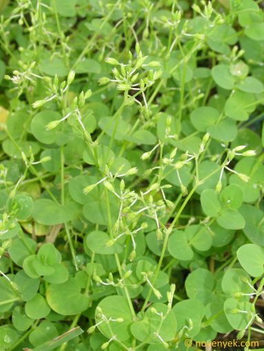 Image of plant Drymaria cordata