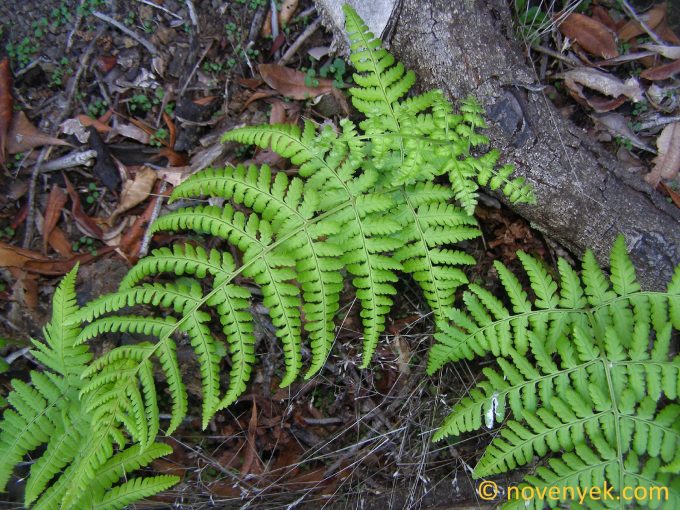 Image of plant Dryopteris guanchica