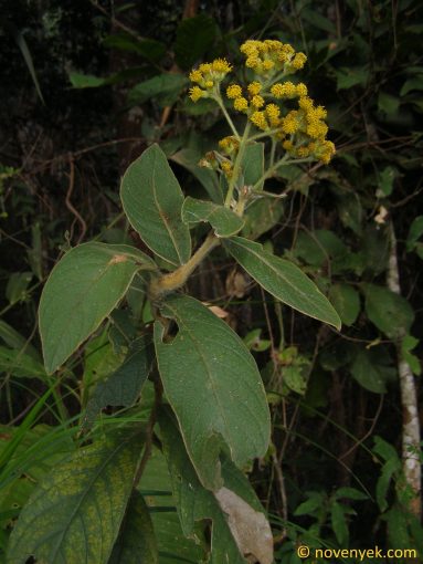 Image of plant Duhaldea cappa