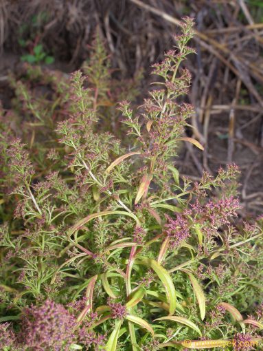 Image of plant Dysphania aristata