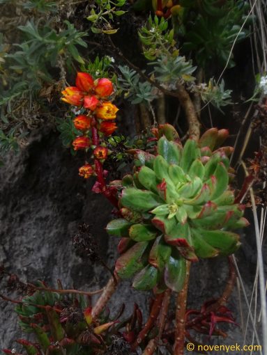 Image of plant Echeveria quitensis