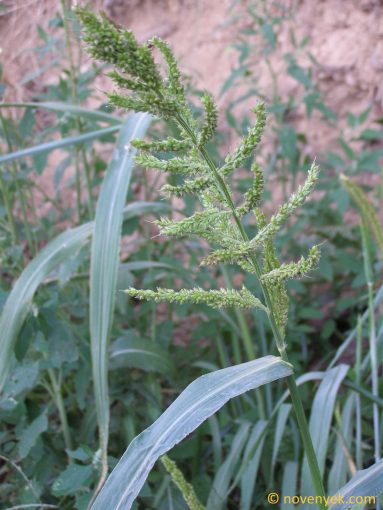Image of plant Echinochloa crus-galli