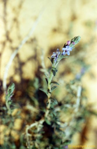 Image of plant Echiochilon fruticosum