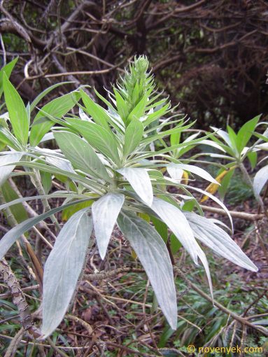 Image of plant Echium acanthocarpum