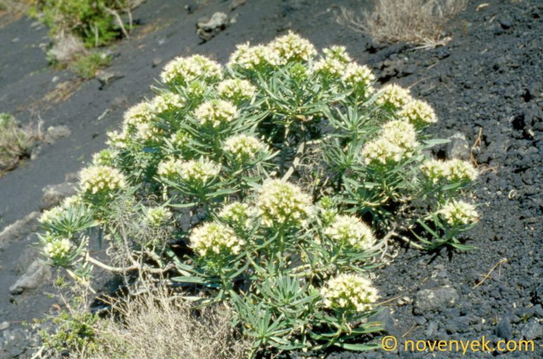 Image of plant Echium brevirame