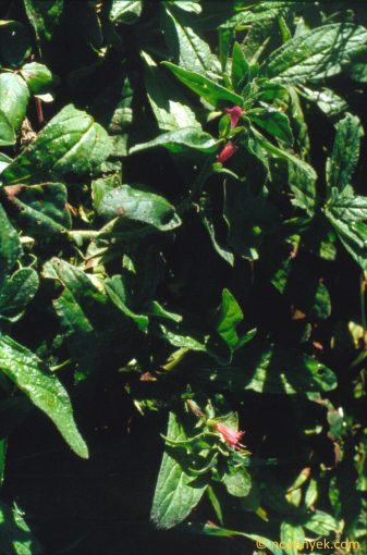 Image of plant Echium creticum