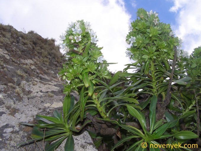 Image of plant Echium handiense