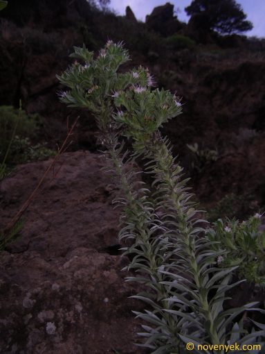 Image of plant Echium hierrense