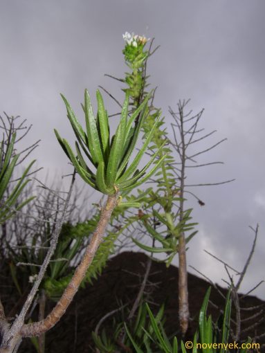 Image of plant Echium onosmifolium